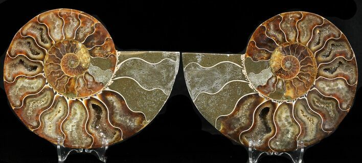 Polished Ammonite Pair - Crystal Pockets #32473